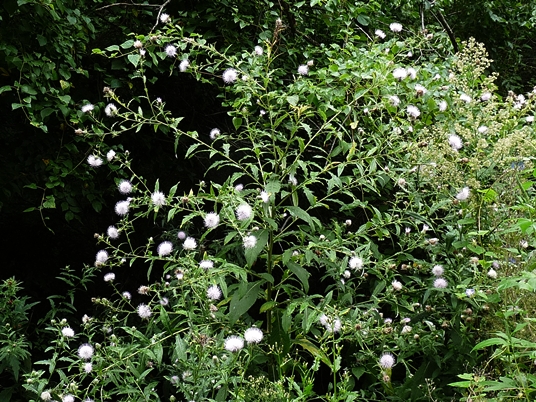 {Cirsium altissimum}